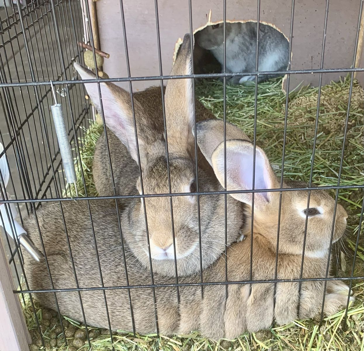 Free rabbit to right home