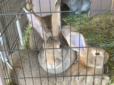 Free rabbit to right home