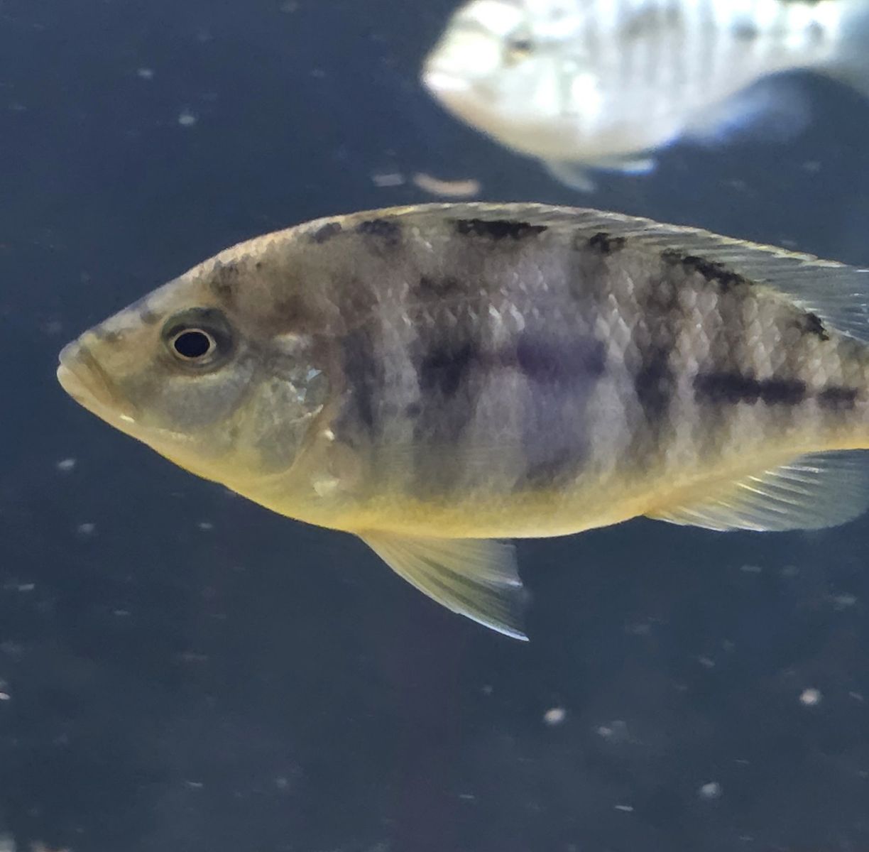 Hybrid Cichlids
