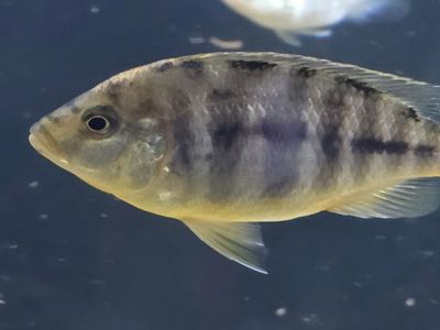 Hybrid Cichlids