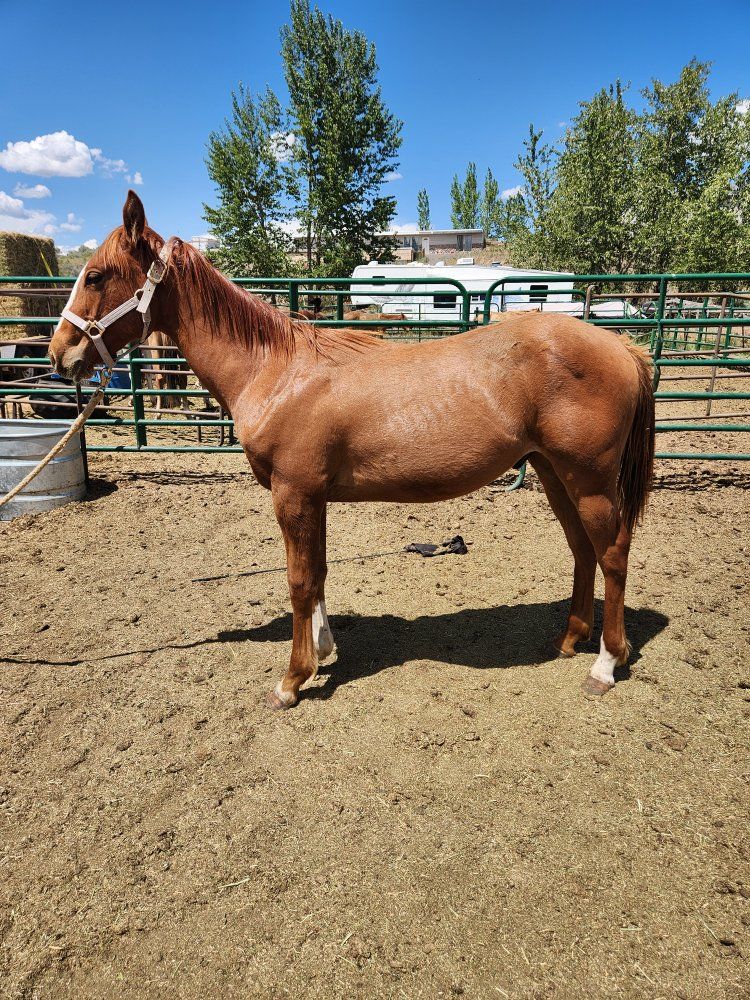 Yearling stud colt