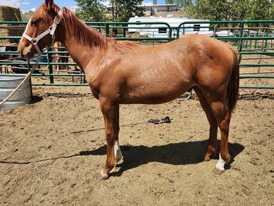 Yearling stud colt