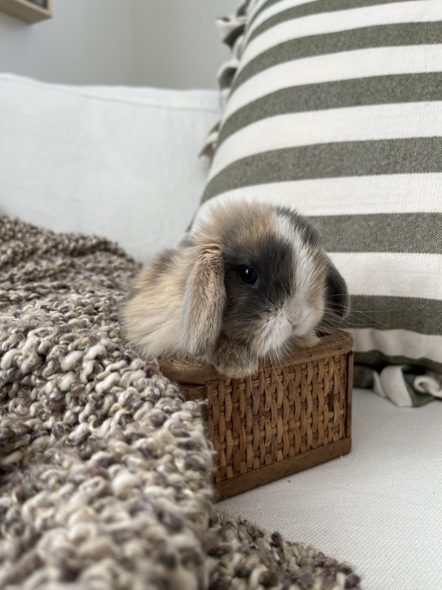 Pedigreed Holland Lop Bunnies