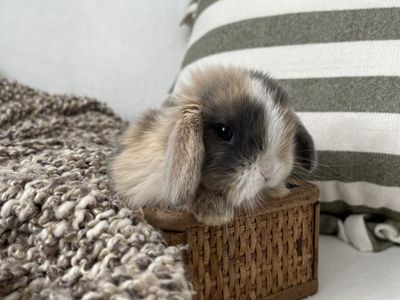 Pedigreed Holland Lop Bunnies