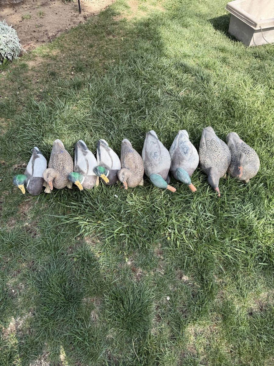Avian X Mallard Decoys