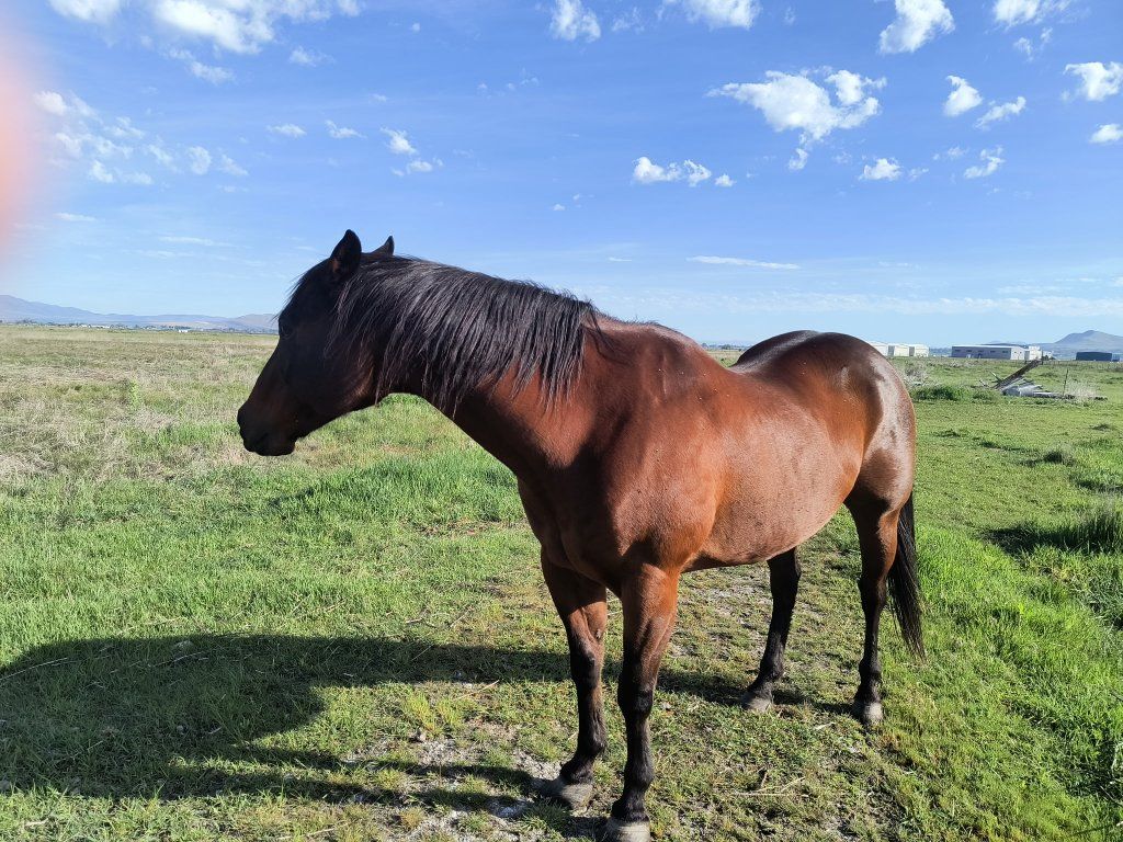 registered quarter horse