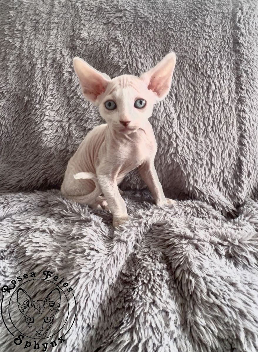 Rosea Feles Sphynx Cattery - Sphynx Kittens