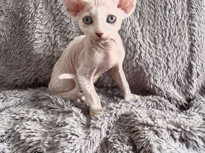 Rosea Feles Sphynx Cattery - Sphynx Kittens