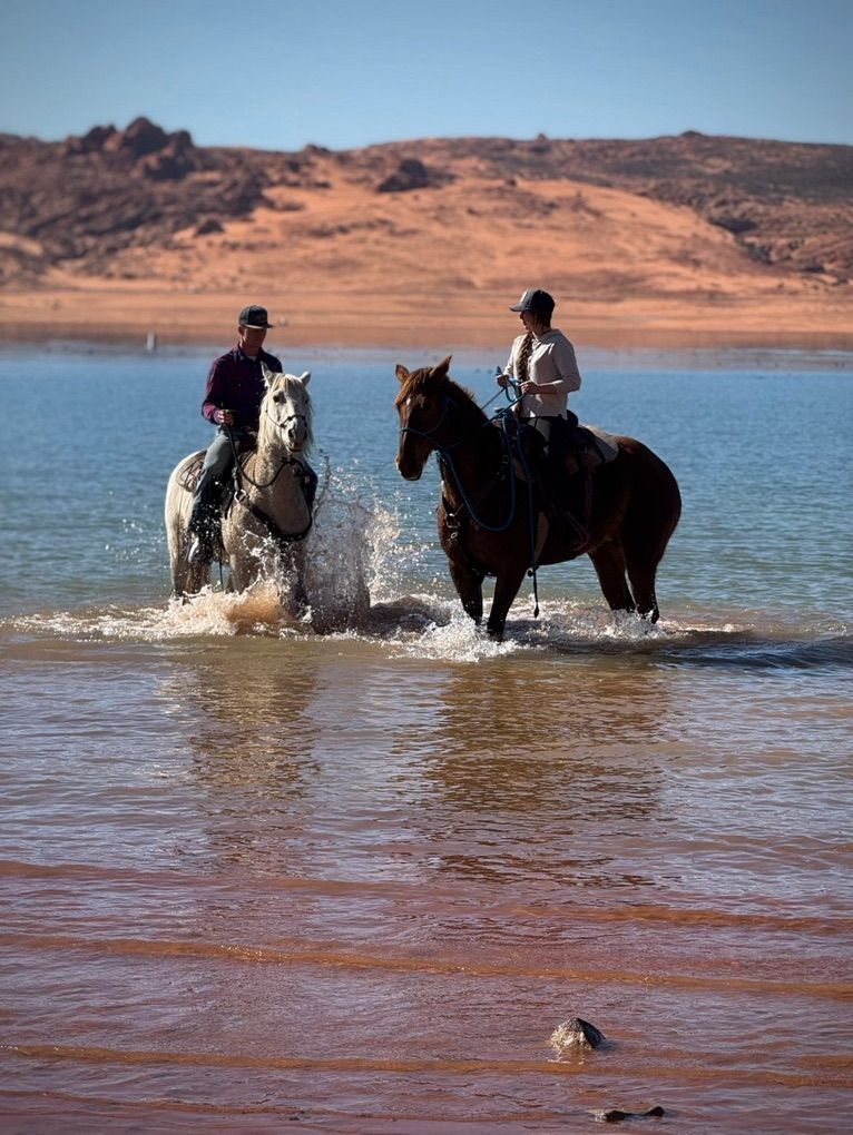 Well-Built Reg Fox Trotter Foxtrotter Gaited Mare