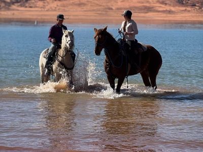 Well-Built Reg Fox Trotter Foxtrotter Gaited Mare