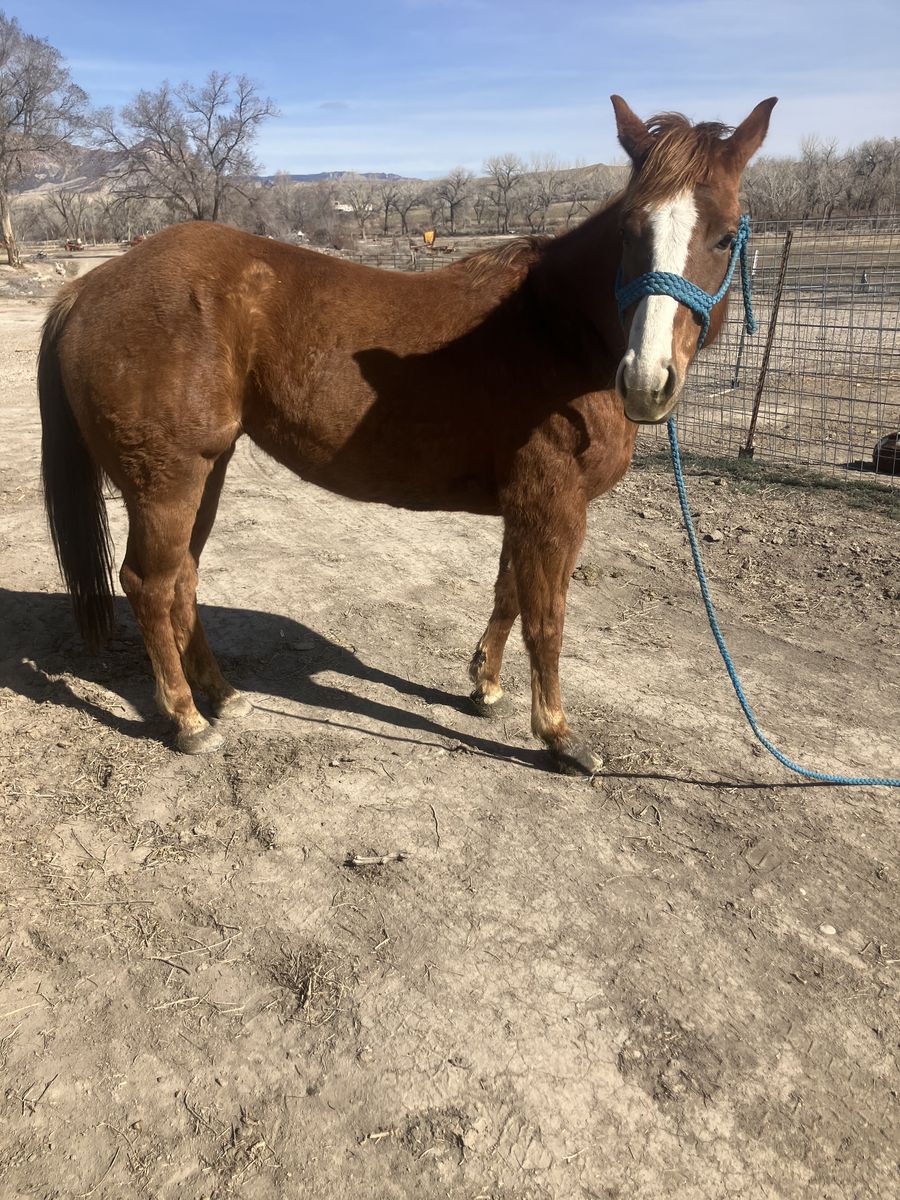 Wimpy little step bred mare