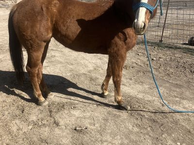 Wimpy little step bred mare
