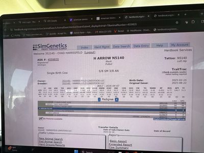 Registered yearling Angus and SimAngus heifers