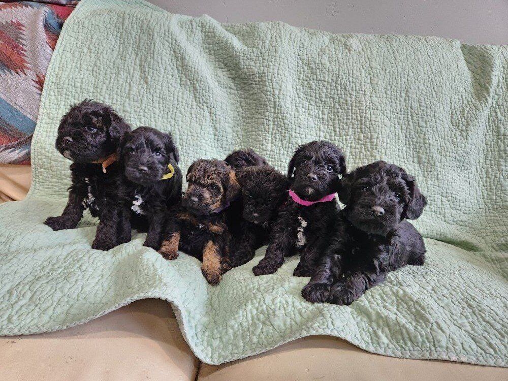 Mini Schnoodles