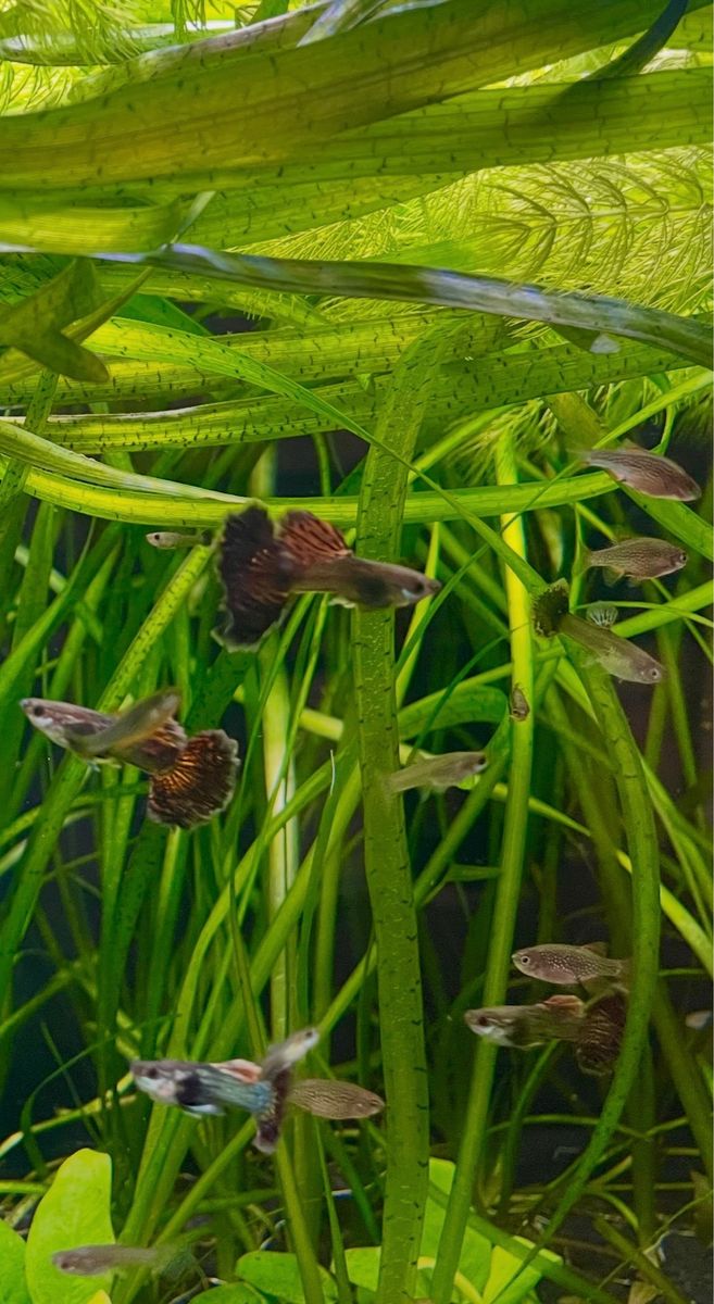 Red Dragon Guppies (Locally Bred)