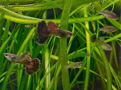 Red Dragon Guppies (Locally Bred)
