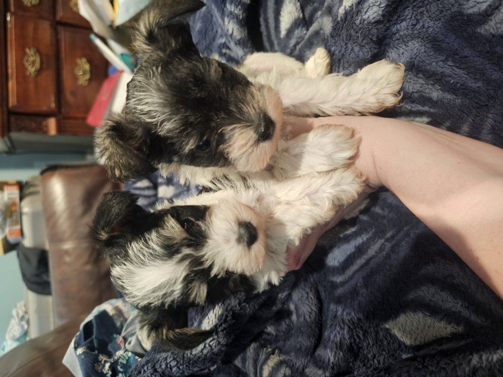Teacup Schnauzer