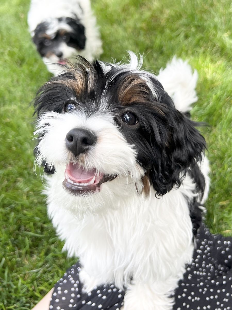 Tri-Color Cavapoo Girls | Health Guarantee