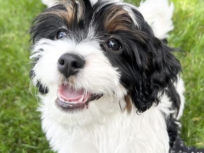 Tri-Color Cavapoo Girls | Health Guarantee