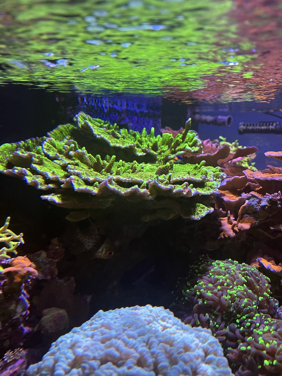 Coral frags - Montipora spongodes