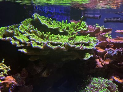 Coral frags - Montipora spongodes