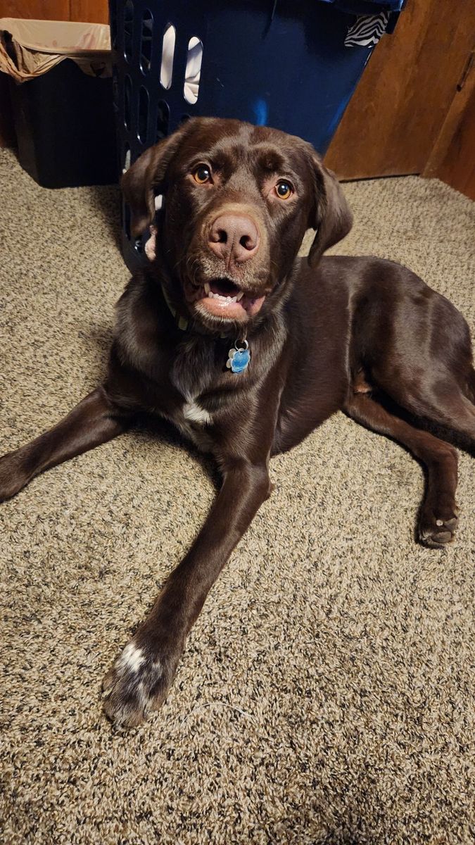 Please Help Groot! Loving and energetic 5 yr old male chocolate lab/Great Dane mix.