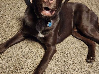Please Help Groot! Loving and energetic 5 yr old male chocolate lab/Great Dane mix.