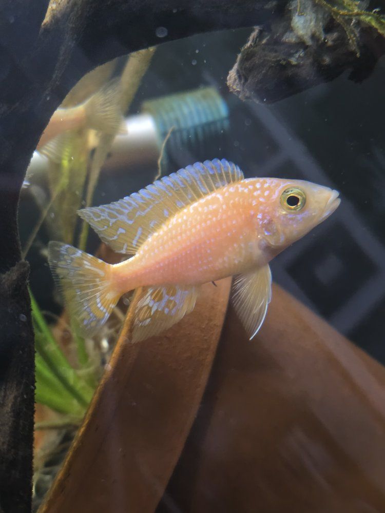 Pair of Strawberry Cichlids