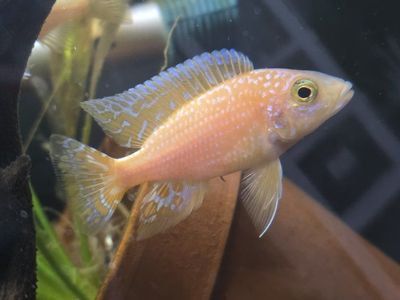 Pair of Strawberry Cichlids