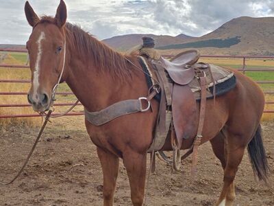 12 Year Old Sorrel Gelding