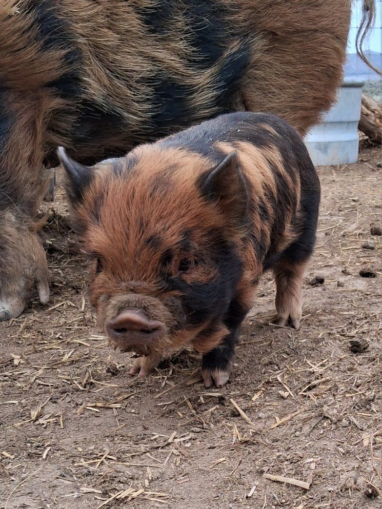 8 week old kune kune boar