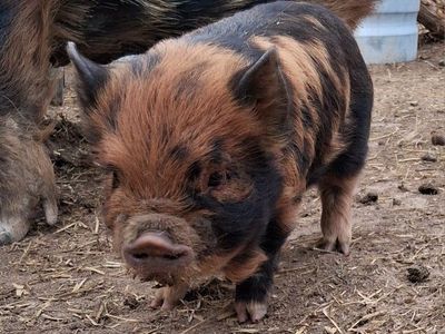 8 week old kune kune boar