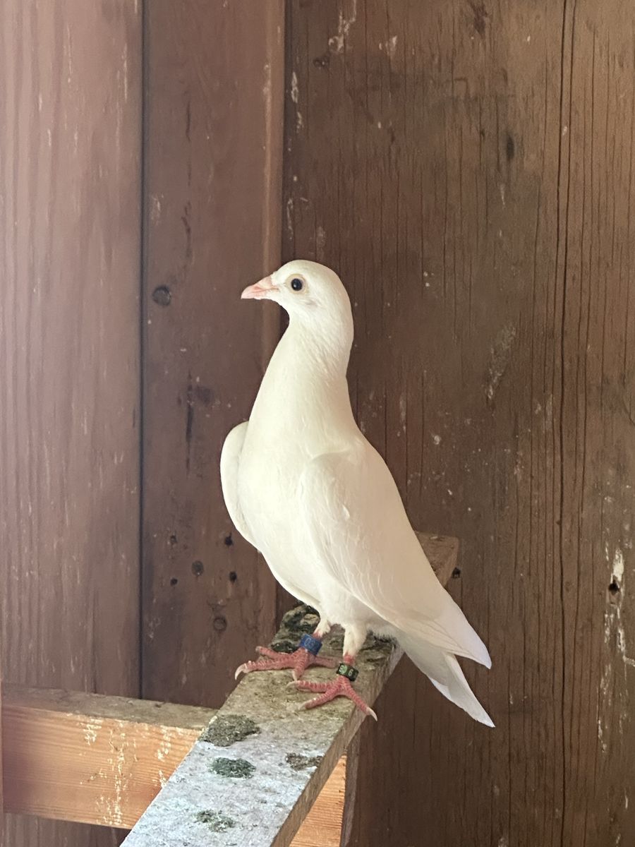 White Young Homing Racing Pigeons - Never Flown 