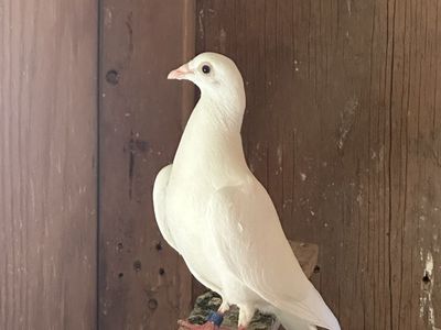White Young Homing Racing Pigeons - Never Flown