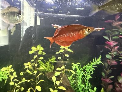 Healthy pair of Millennium Rainbowfish - Freshwater Fish
