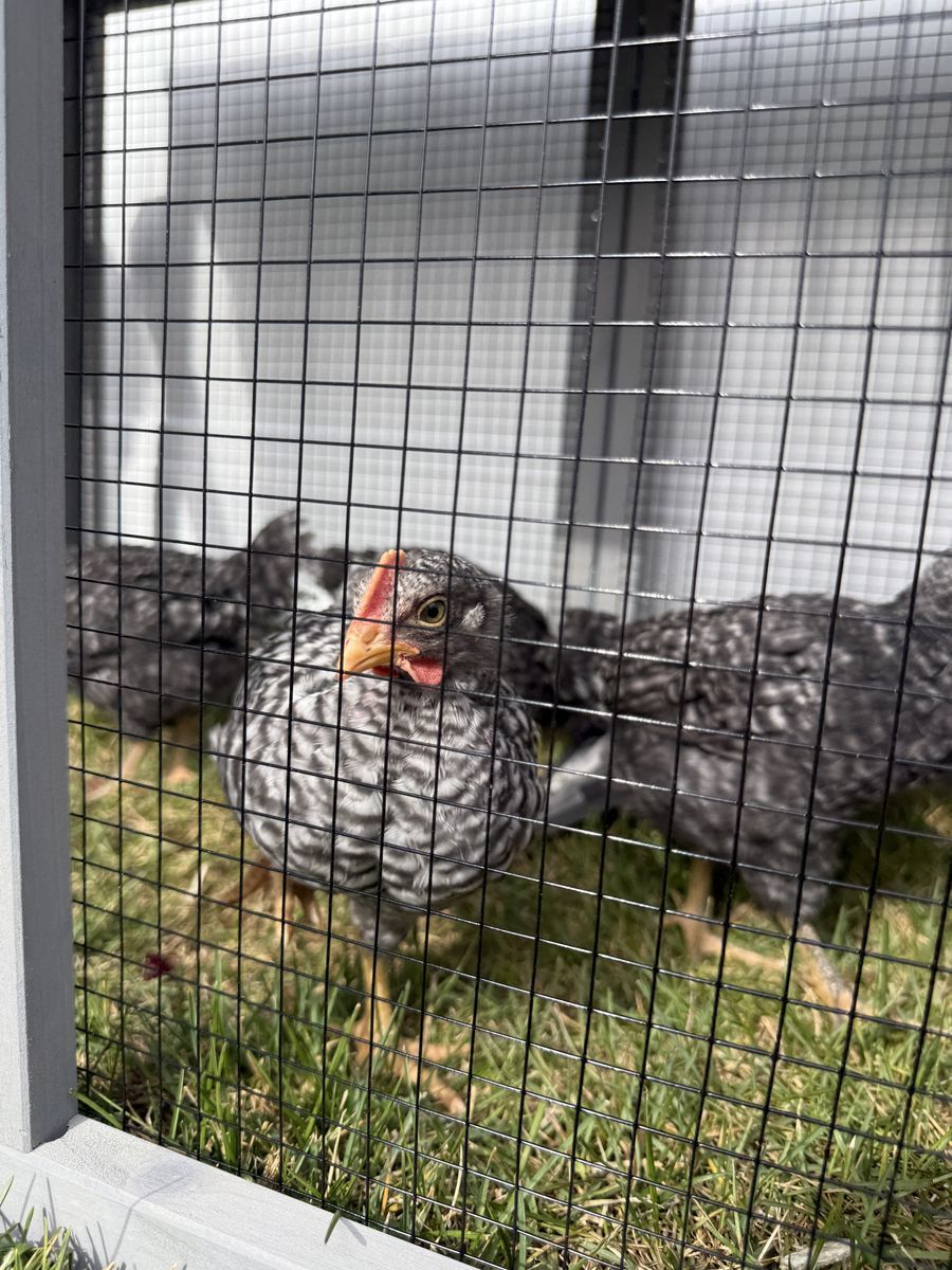 Barred Rock Rooster
