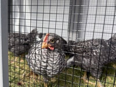 Barred Rock Rooster
