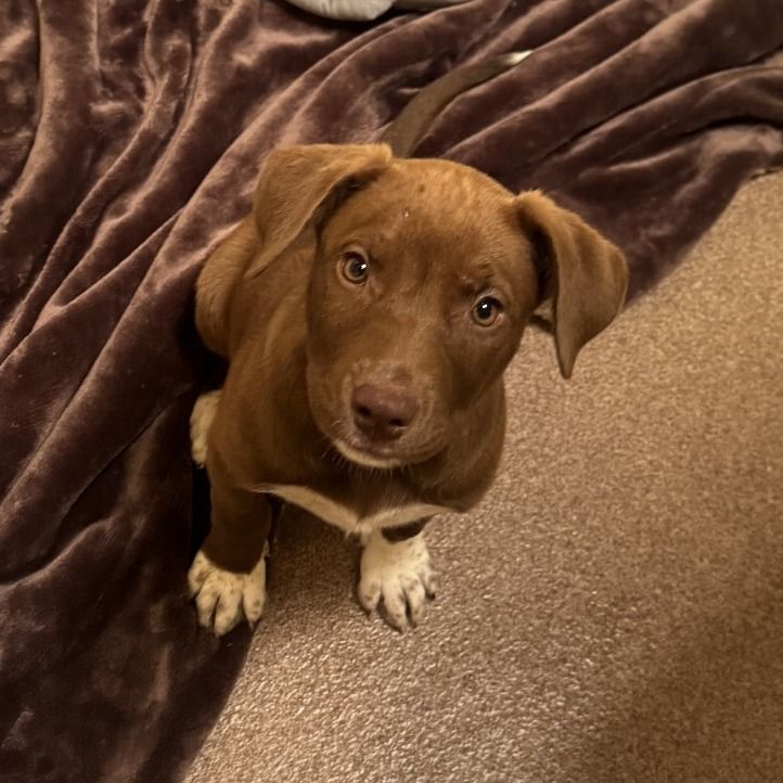 Hello my name is Sneakers