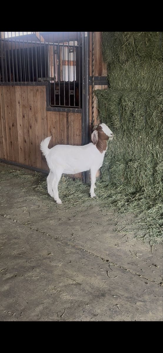 Boer Goats