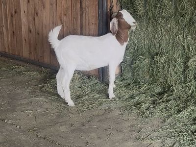 Boer Goats