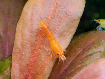 Orange Neo Shrimp