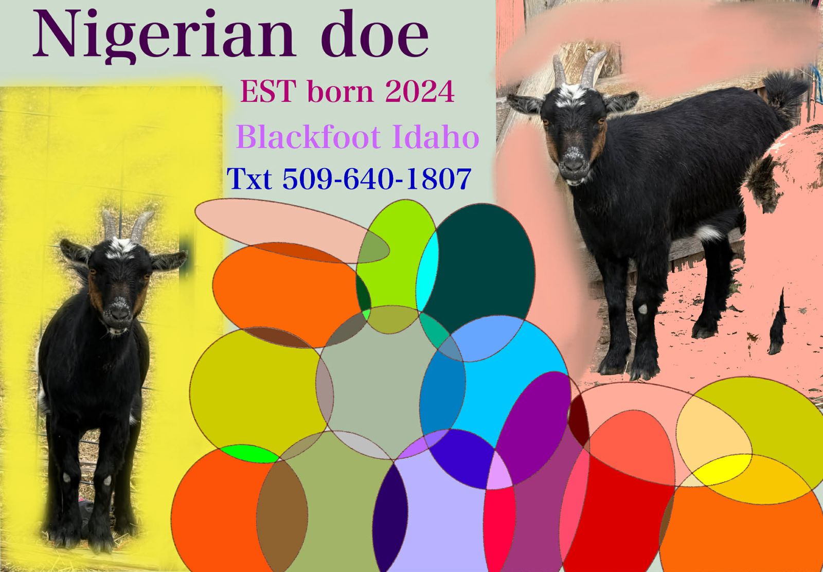 Nigerian Dwarf Does
