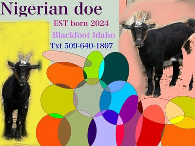 Nigerian Dwarf Does