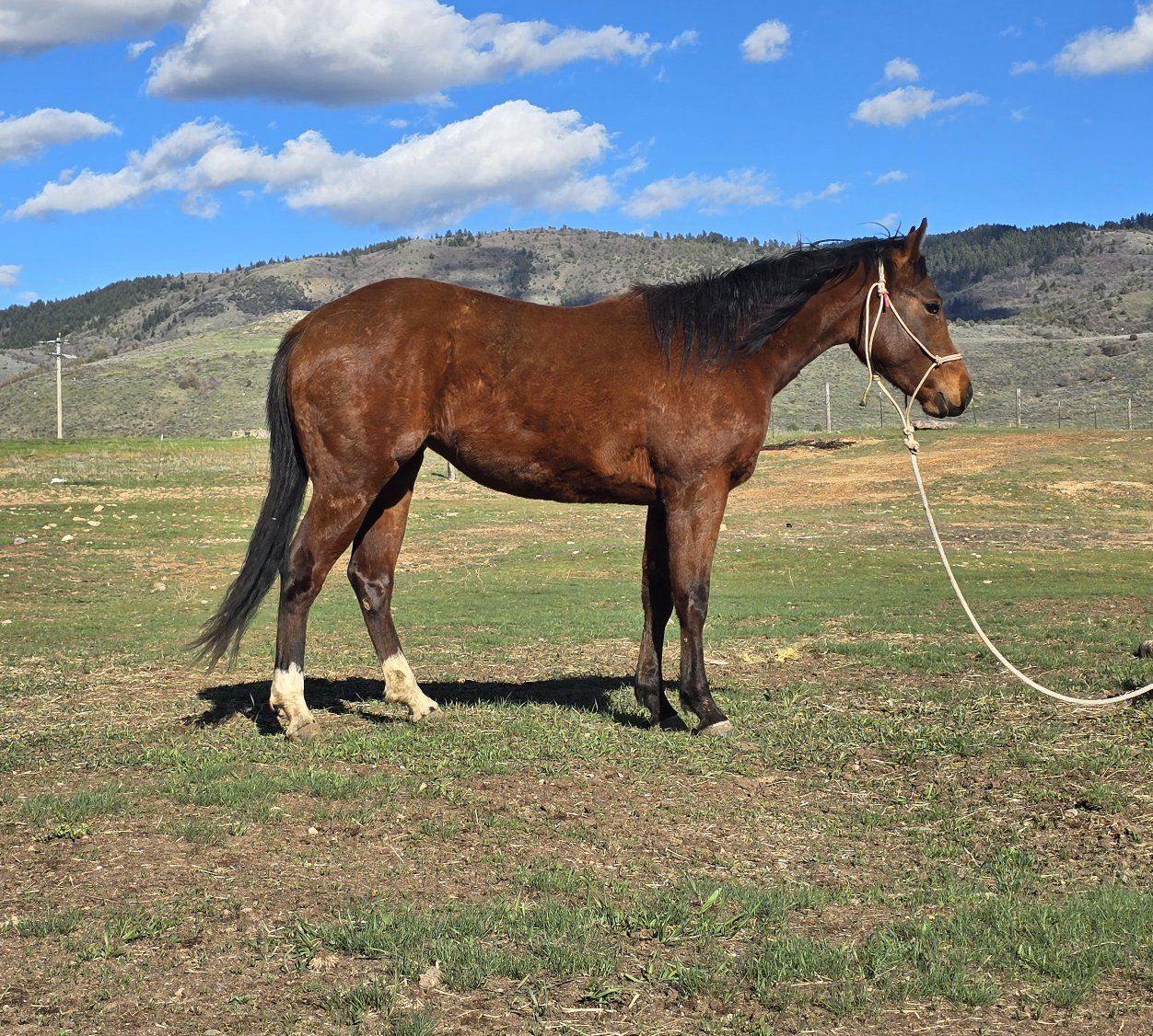 Rey / Cat Bred 2yo Rope Horse/Broodmare Prospect
