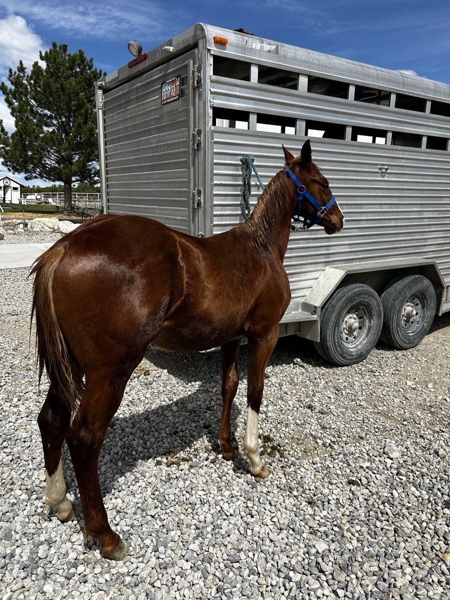 Yearling Stud Colt