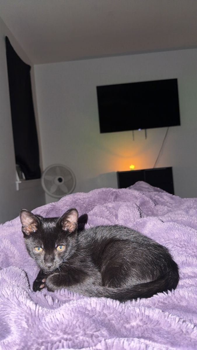 Adorable Kitten for Sale: Black Domestic Shorthair