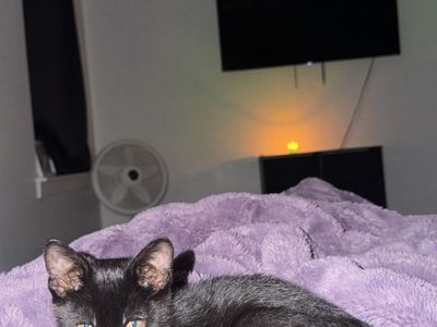 Adorable Kitten for Sale: Black Domestic Shorthair