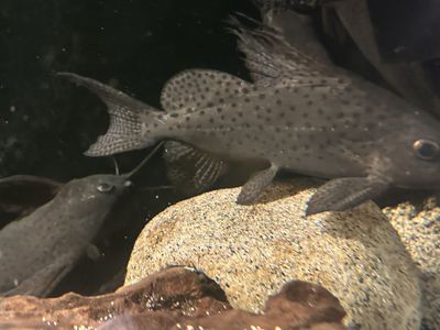 7 Featherfin Catfish