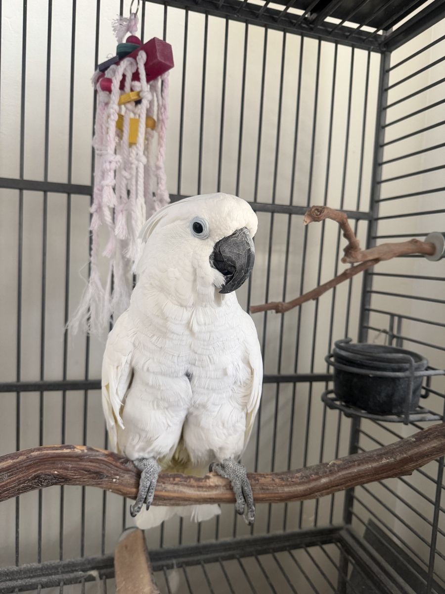 White Cockatoo Bird with Large Cage and Playtop