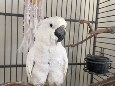 White Cockatoo Bird with Large Cage and Playtop